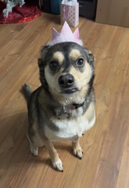 Entry image for Penny. Clicking this image will show a larger photo