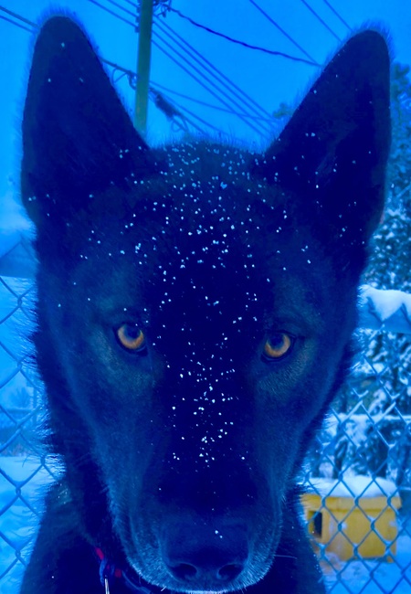 Entry image for Kermit. Clicking this image will show a larger photo