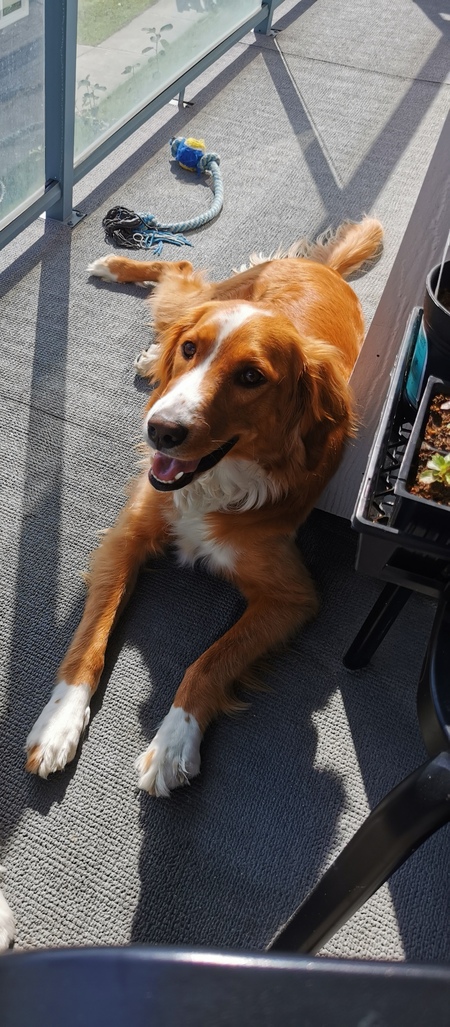 Entry image for Winnie. Clicking this image will show a larger photo