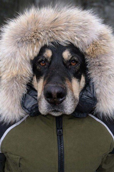 Entry image for Mouche . Clicking this image will show a larger photo