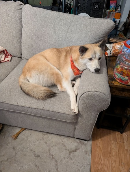 Entry image for Coyote. Clicking this image will show a larger photo