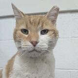 Entry image for Vincent