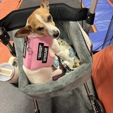 Entry image for Rosie