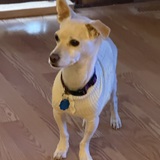 Entry image for Izzy