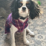 Entry image for Phoebe