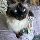 Entry image for Navy