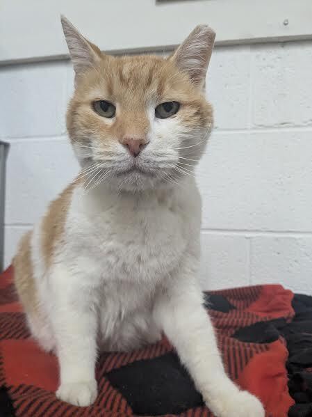 Entry image for Vincent. Clicking this image will show a larger photo