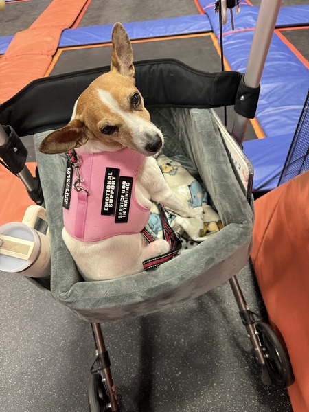 Entry image for Rosie. Clicking this image will show a larger photo