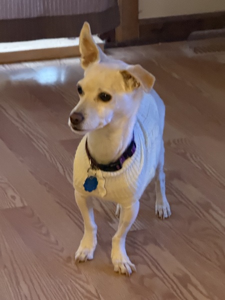 Entry image for Izzy. Clicking this image will show a larger photo