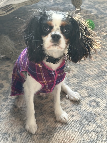 Entry image for Phoebe. Clicking this image will show a larger photo