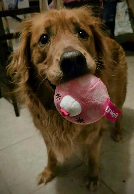 Entry image for Koa. Clicking this image will show a larger photo