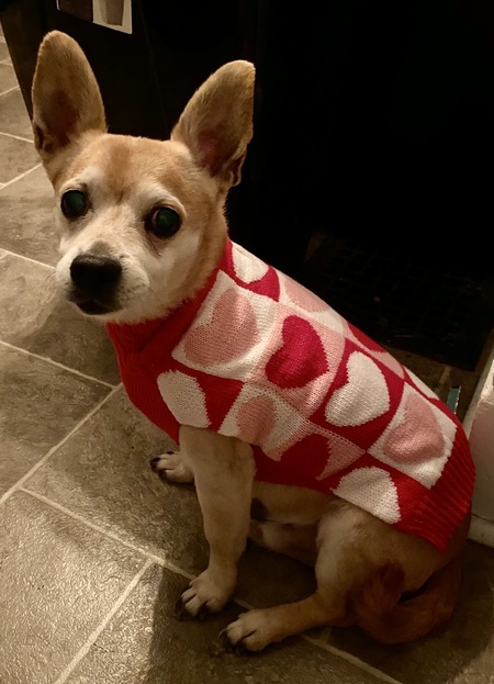 Entry image for Chico. Clicking this image will show a larger photo