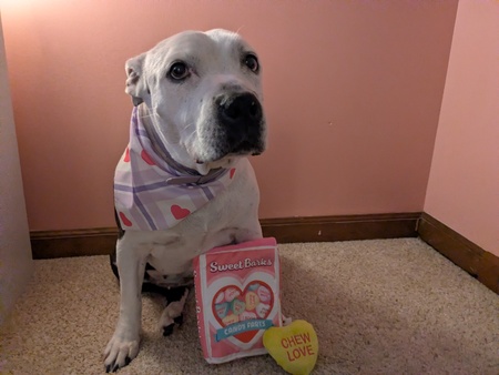 Entry image for Letty. Clicking this image will show a larger photo