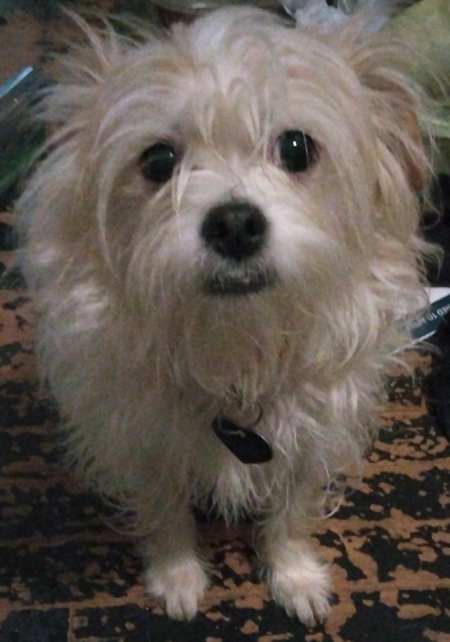 Entry image for Gizmo . Clicking this image will show a larger photo