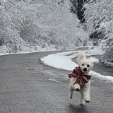 Entry image for Oliver