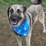 Entry image for Ember