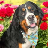 Entry image for Tippy