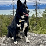 Entry image for Ellie