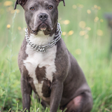 Entry image for Daisy