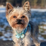 Entry image for Saquon Barkley