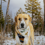 Entry image for Henry