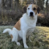 Entry image for Piñon