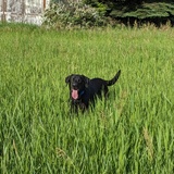 Entry image for Cody