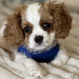 Entry image for Rudy