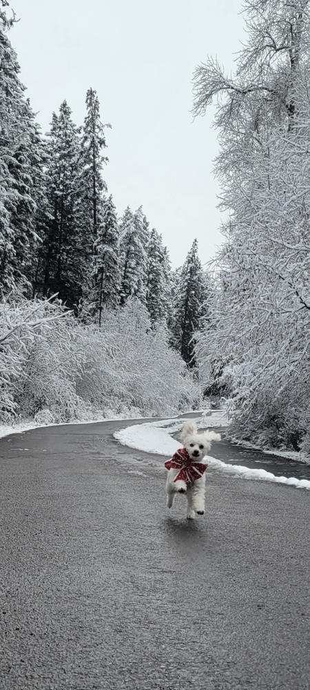 Entry image for Oliver. Clicking this image will show a larger photo