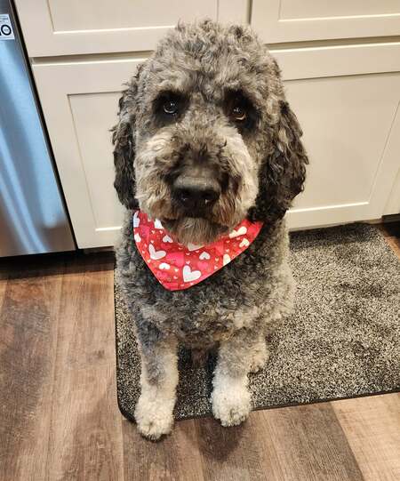 Entry image for Boone. Clicking this image will show a larger photo