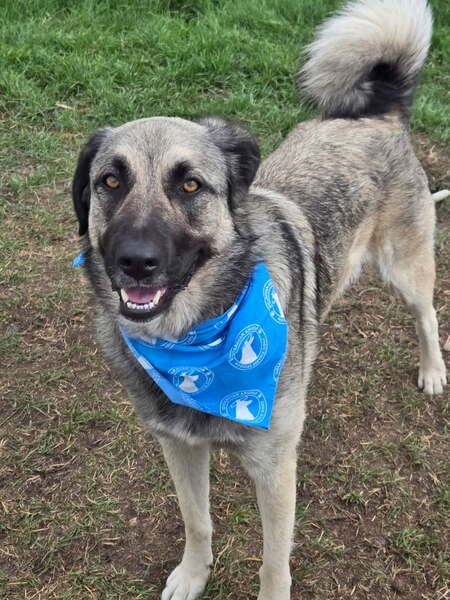 Entry image for Ember. Clicking this image will show a larger photo