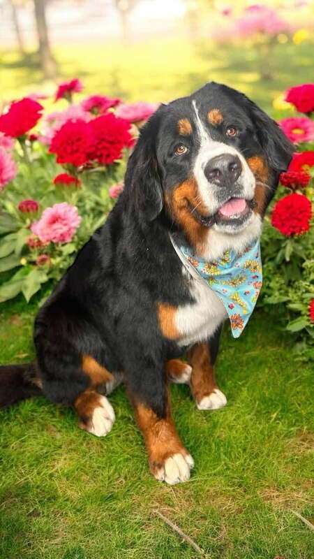 Entry image for Tippy. Clicking this image will show a larger photo