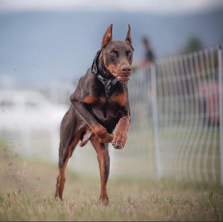 Entry image for Chico. Clicking this image will show a larger photo