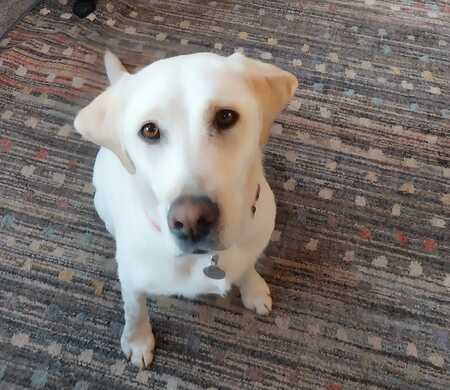 Entry image for Sadie. Clicking this image will show a larger photo