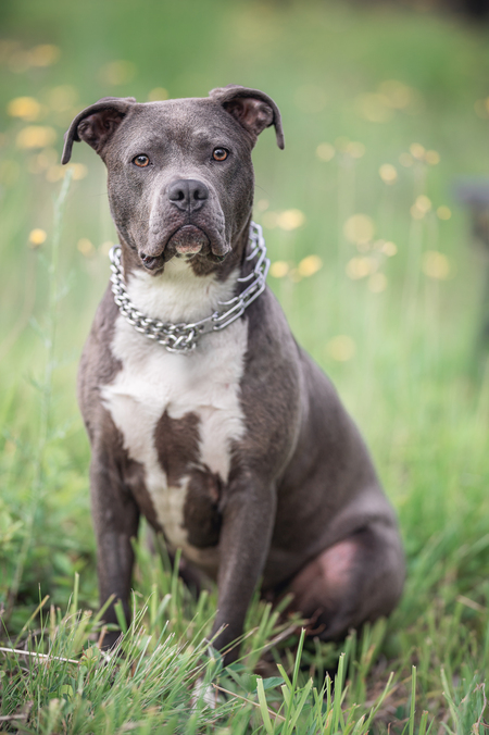 Entry image for Daisy. Clicking this image will show a larger photo