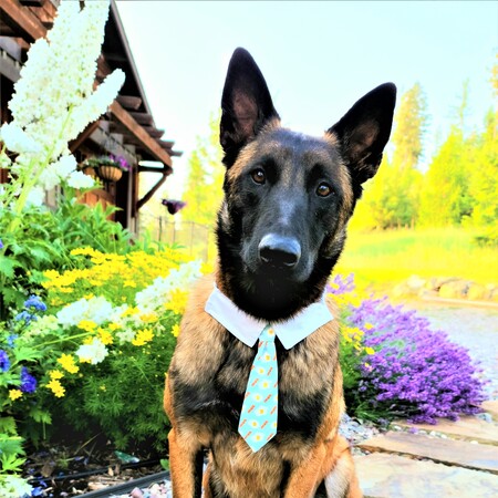 Entry image for Trooper. Clicking this image will show a larger photo