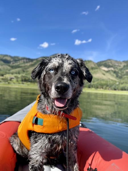 Entry image for Maverick. Clicking this image will show a larger photo