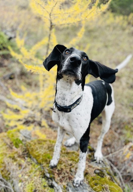 Entry image for Lil Dee. Clicking this image will show a larger photo