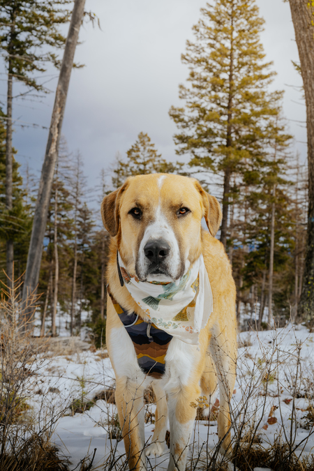 Entry image for Henry. Clicking this image will show a larger photo