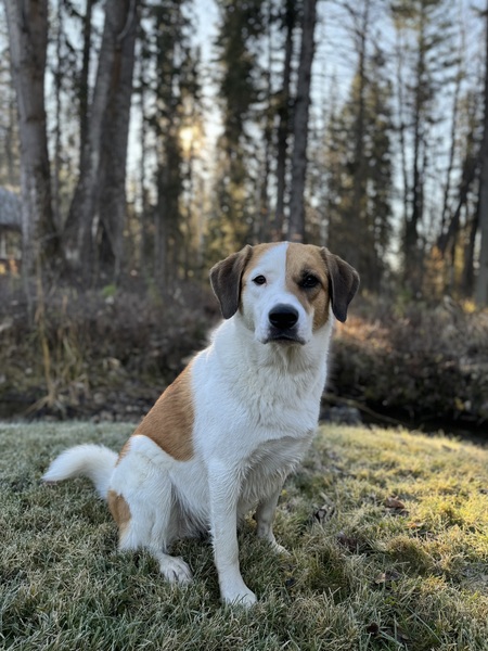 Entry image for Piñon. Clicking this image will show a larger photo