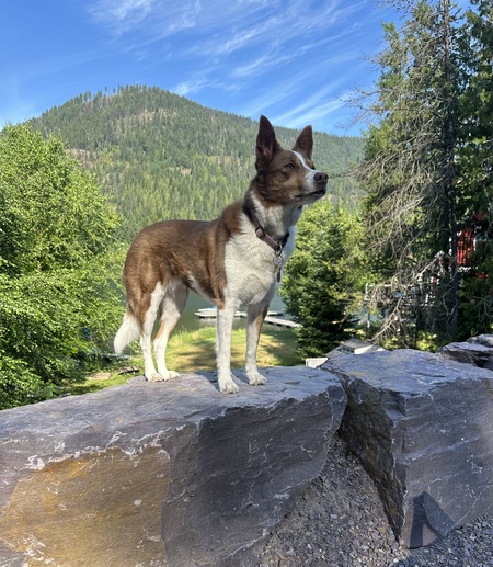 Entry image for Penny. Clicking this image will show a larger photo