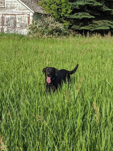 Entry image for Cody. Clicking this image will show a larger photo