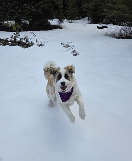 Entry image for Bergeron Unicorn. Clicking this image will show a larger photo