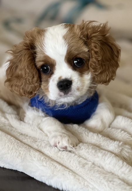 Entry image for Rudy. Clicking this image will show a larger photo