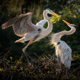 Entry image for On the Nest