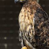 Entry image for Bridgette the Red Tailed Hawk