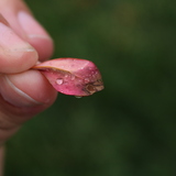 Entry image for Morning Dew