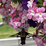 Entry image for Lunch on the Deck