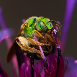 Entry image for Sweat Bee