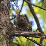 Entry image for Eastern Gray Squirrel 